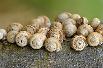 快节奏音游《Rhythm Sprout》发售 Steam“好评”